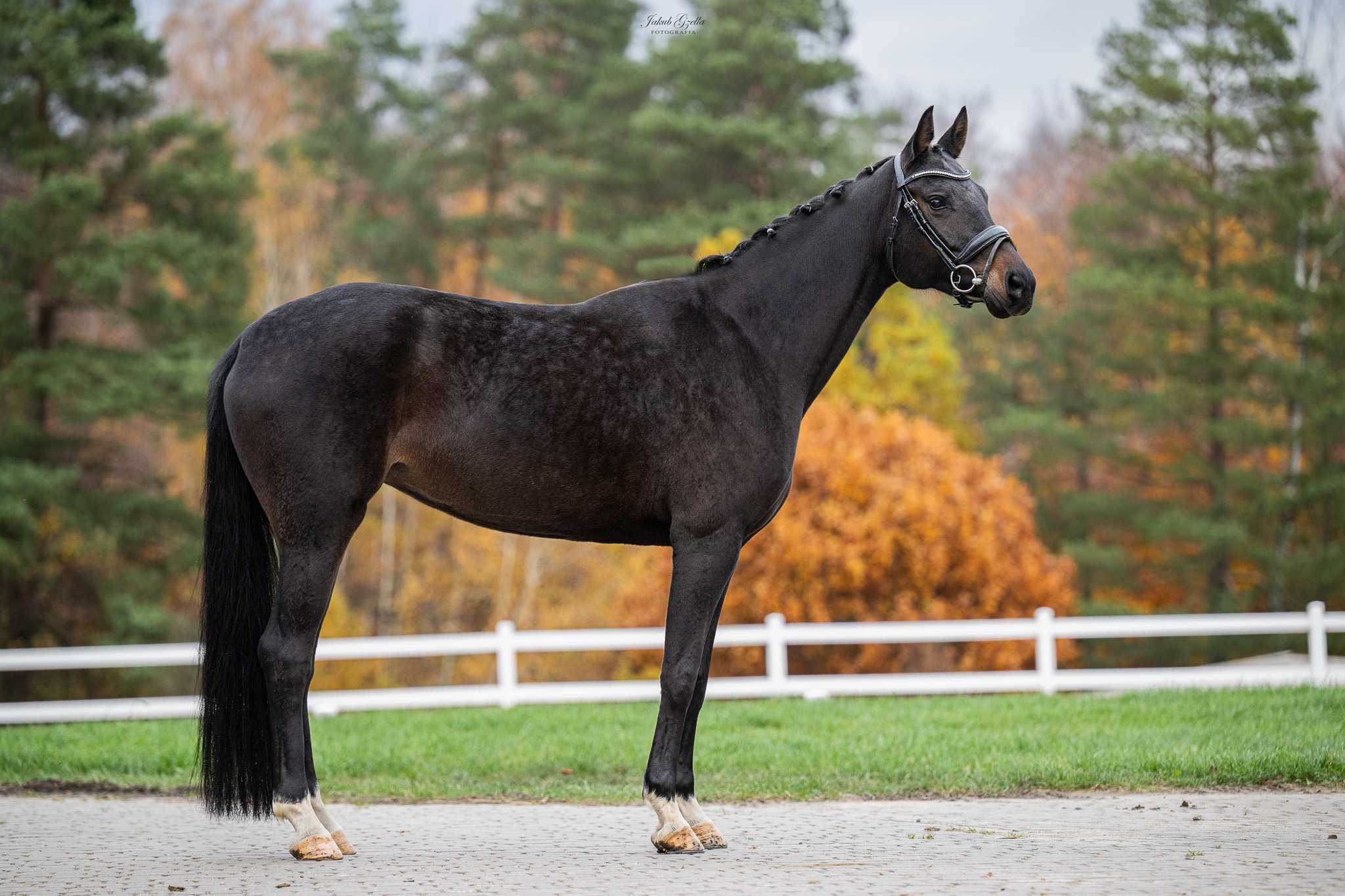DANCING QUEEN (DARK DRESSED MAN x SANDRO HIT) — Oldenburg · Mare · 11y